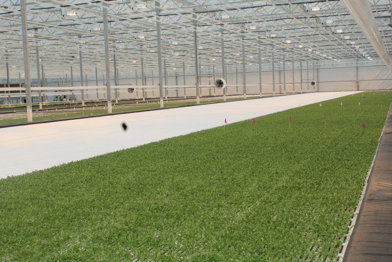 bright-farms-5.jpg
